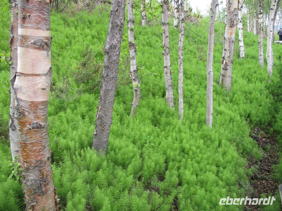 Birken im Alta-Museum