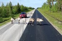 Hier wurden wir schon erwartet von den Rentieren