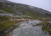 Fotostopp am Strynefjellet
