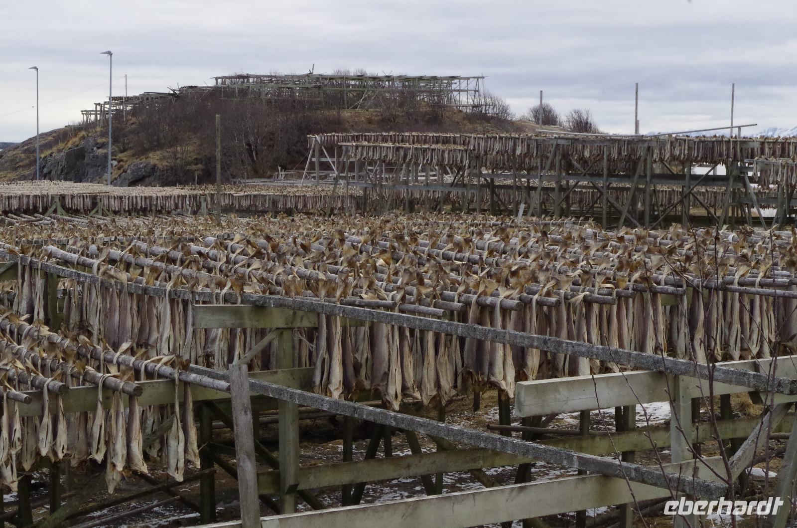 Lofoten Stockfisch
