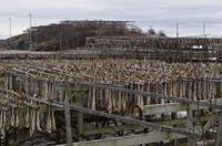 Lofoten Stockfisch