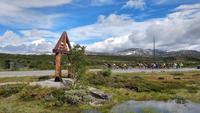 156 Dovrefjell, Moschusochsen-Safari
