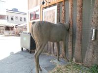 Lillehammer-ein Stück vom Elch