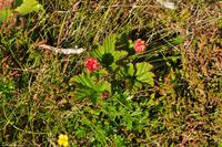 Norwegen - Wunderwelt der Fjorde - Eberhardt-Travel - Reiseleiter Martin Büchner-3918