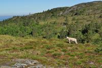 Norwegen - Wunderwelt der Fjorde - Eberhardt-Travel - Reiseleiter Martin Büchner-4148