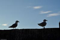Norwegen - Wunderwelt der Fjorde - Eberhardt-Travel - Reiseleiter Martin Büchner-4774