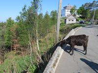 auf dem Hausberg von Bergen