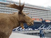 der Elch & Mein Schiff 4