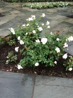 Vigeland Park in Oslo