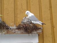 Möven in Nusfjord