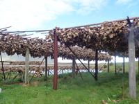 Fischköpf beim Trocknen