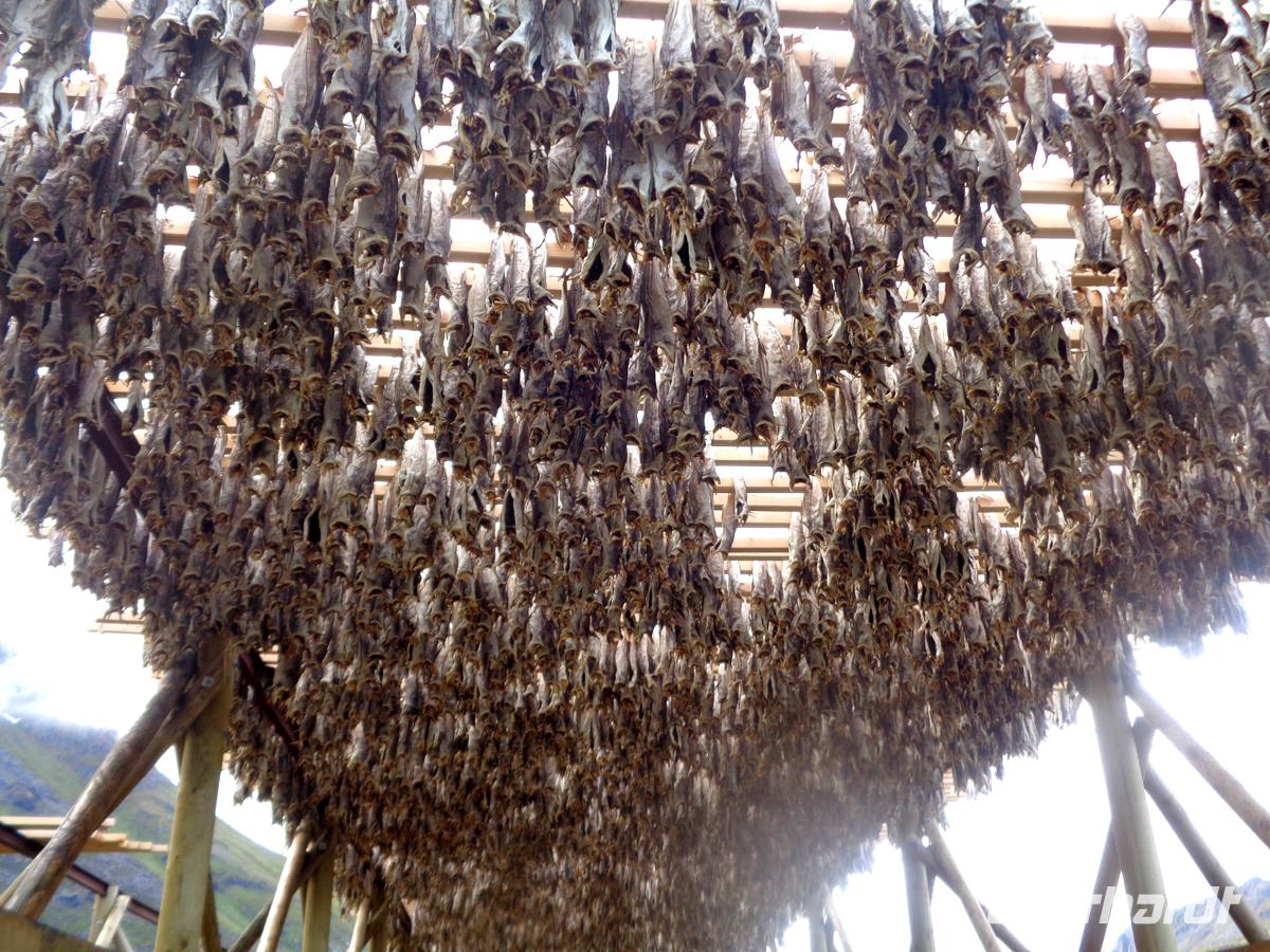 Stockfisch hängt am Hjeller