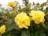 Alesund hat auch Rosen