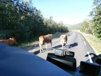 Kuhmarsch zum Sognefjell