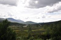 Wilde Speukationen - Moschusochse oder nicht? - Raten Sie mit!