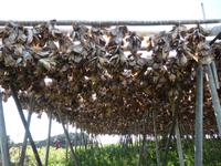 Lofoten - Gestell mit Köpfen 