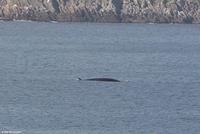 Martin Büchner - BMS Worldtravel - MS Nordnorge - Juli 2018 (3)