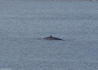 Martin Büchner - BMS Worldtravel - MS Nordnorge - Juli 2018 (5)