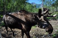Hurtigruten - MS Nordnorge - Eberhardt-Travel - Reiseleiter Martin Büchner-1622