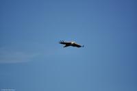 Hurtigruten - MS Nordnorge - Eberhardt-Travel - Reiseleiter Martin Büchner-1834