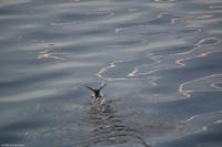 Hurtigruten - MS Nordnorge - Eberhardt-Travel - Reiseleiter Martin Büchner-3985