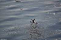 Hurtigruten - MS Nordnorge - Eberhardt-Travel - Reiseleiter Martin Büchner-3986
