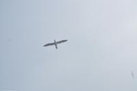 Hurtigruten - MS Nordnorge - Eberhardt-Travel - Reiseleiter Martin Büchner-4414
