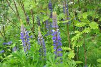 Hurtigruten - MS Nordnorge - Eberhardt-Travel - Reiseleiter Martin Büchner-6270