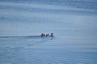Hurtigruten - MS Nordnorge - Eberhardt-Travel - Reiseleiter Martin Büchner-8051