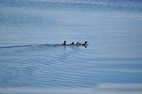 Hurtigruten - MS Nordnorge - Eberhardt-Travel - Reiseleiter Martin Büchner-8053
