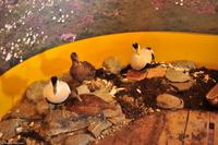 Hurtigruten - MS Nordnorge - Eberhardt-Travel - Reiseleiter Martin Büchner-8186