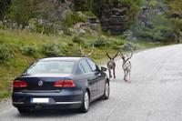 055 Rentier-Begegnung