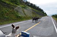 071 Rentier-Begegnung