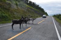 072 Rentier-Begegnung