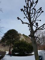 Hurtigrute, Alesund, gestutzte Linde und Araukarie