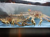 Hurtigrute, MS Finnmarken, Königskrabben