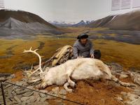 Hurtigrute, Tromsö, Polarmuseum