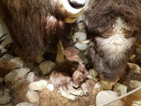 Hurtigrute, Tromsö, Polarmuseum