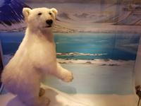 Hurtigrute, Tromsö, Polarmuseum