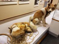 Hurtigrute, Tromsö, Polarmuseum