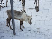 Hurtigrute, Kirkenes, Rentiergehege