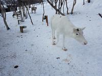 Hurtigrute, Kirkenes, Rentiergehege