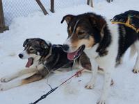 Hurtigrute, Kirkenes, Hundeschlittenstation