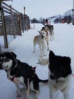 Hurtigrute, Kirkenes, Hundeschlittenstation
