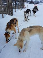 Hurtigrute, Kirkenes, Hundeschlittenstation