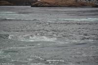 Hurtigruten - MS Nordnorge (93)