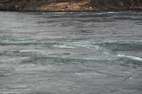 Hurtigruten - MS Nordnorge (99)