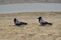 Hurtigruten - MS Nordnorge (120)