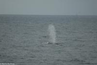 Hurtigruten - MS Nordnorge (153)