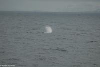 Hurtigruten - MS Nordnorge (155)